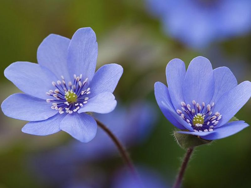 Hepatica x media 'Buis'-0
