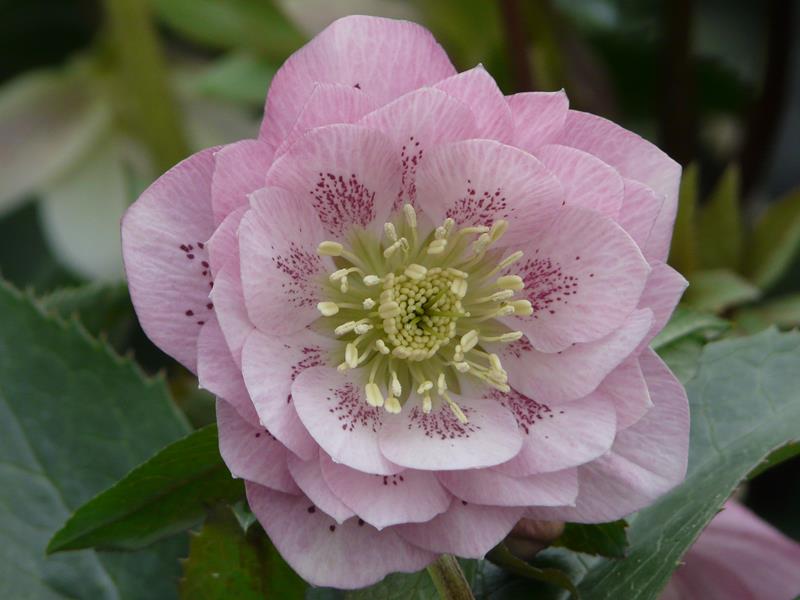Helleborus x hybridus (Ashwood Garden Hybrids) 'Ashwood Elegance Pearl'-0