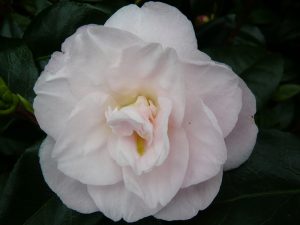 Camellia japonica 'Dr. Tinsley'-0
