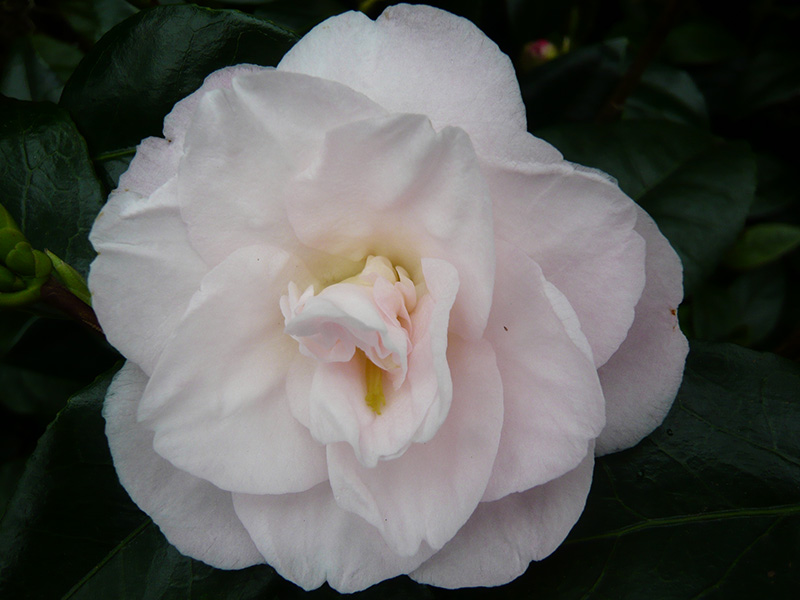 Camellia japonica 'Dr. Tinsley'-0