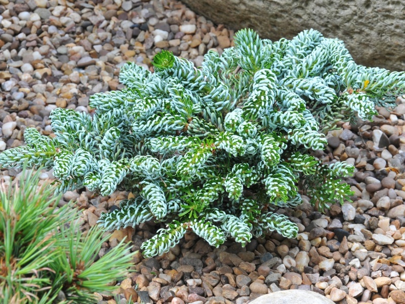 Abies koreana 'Kohout's Ice Breaker'-0