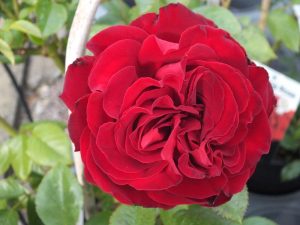Rosa Dublin Bay ('Macdub')-0