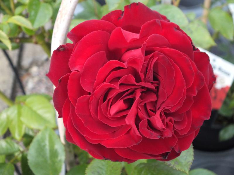 Rosa Dublin Bay ('Macdub')-0