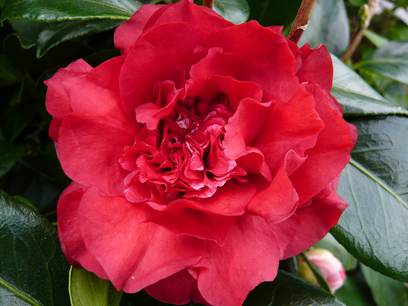 Camellia japonica 'Elizabeth Hawkins'-0