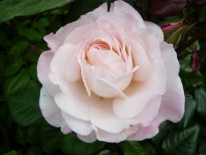 Rosa floribunda 'English Miss'-0