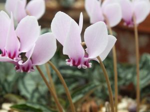Cyclamen hederifolium 'Fairy Rings'-0