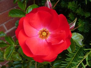 Rosa Floribunda Eternity 'Noa150097'-0