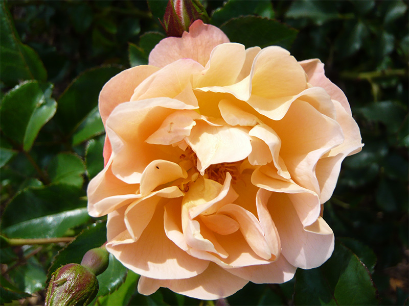 Rosa Flower Carpet Amber ('Noa97400A')-613