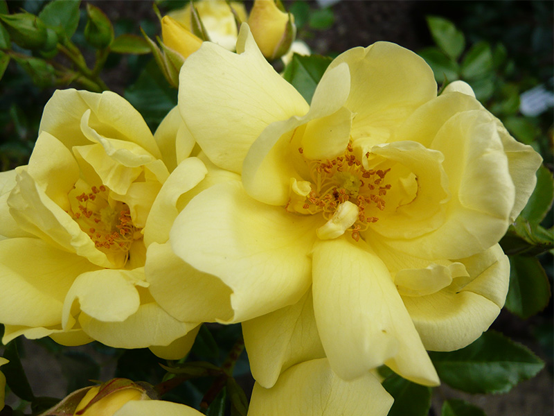 Rosa Flower Carpet Gold ('Noulesa')-615