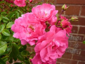 Rosa Flower Carpet Pink ('Noatraum')-0