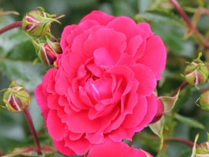 Rosa Flower Carpet Ruby ('Noafeuer')-0