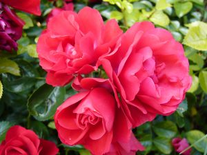 Rosa Flower Carpet Scarlet ('Noa8300B')-0