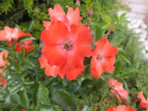 Rosa Flower Carpet Sunset ('Deseoo')-0