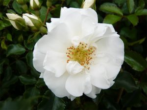 Rosa Flower Carpet White ('Noaschnee')-0