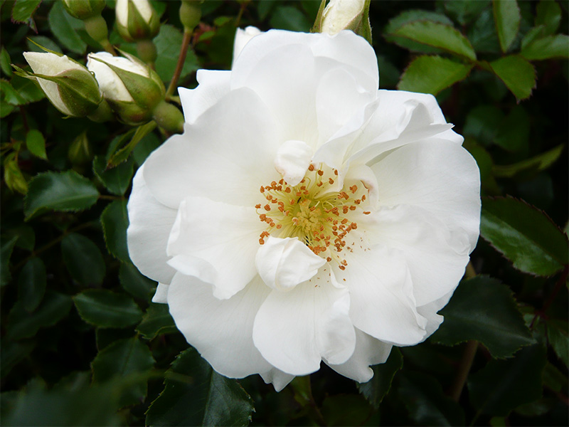 Rosa Flower Carpet White ('Noaschnee')-0