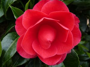 Camellia japonica 'Forest Green'-598