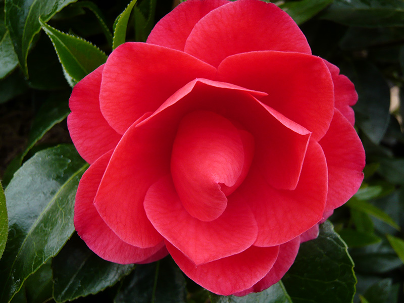 Camellia japonica 'Forest Green'-598