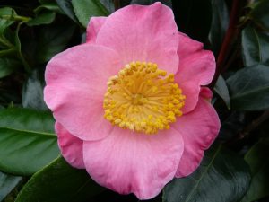 Camellia japonica 'Furo-an'-0