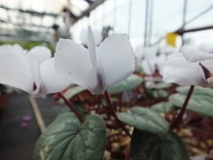 Cyclamen coum f. albissimum-0