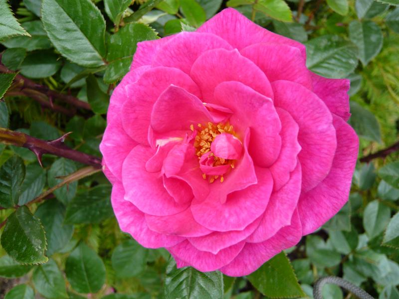 Rosa 'Gloriana'-690