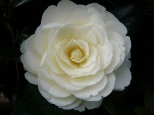 Camellia japonica 'Golden Anniversary' (syn. 'Dahlohnega')-0