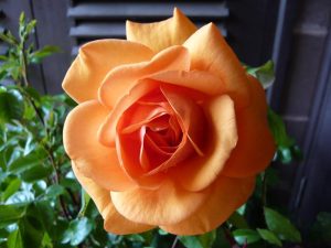 Rosa floribunda Golden Beauty 'Korberbeni'-0