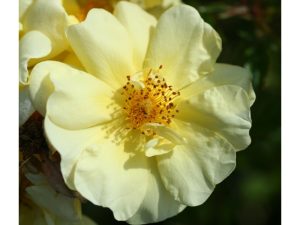 Rosa floribunda Golden Memories 'Korholesea'-0