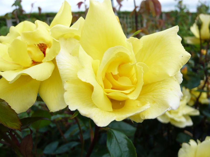 Rosa 'Golden Showers'-658