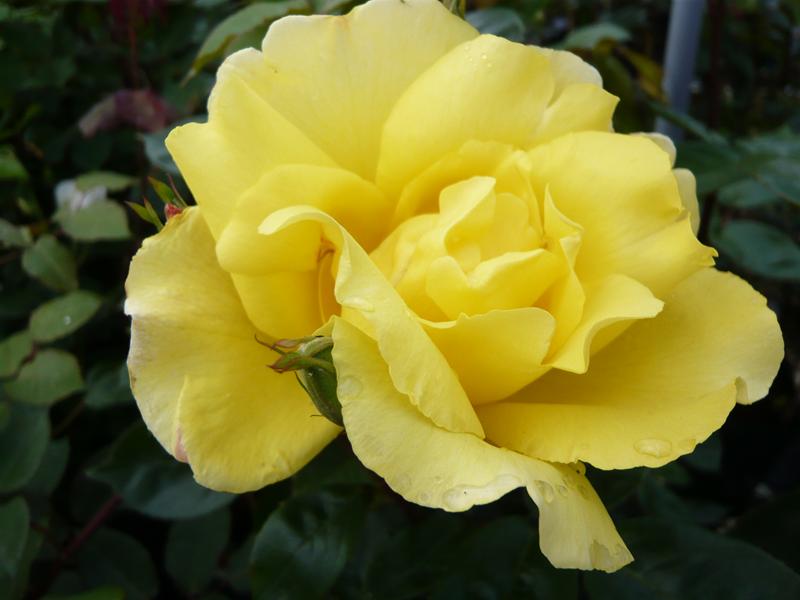 Rosa 'Golden Showers'-657