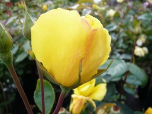 Rosa 'Golden Showers'-0