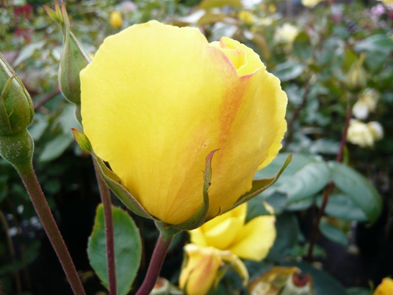 Rosa 'Golden Showers'-0