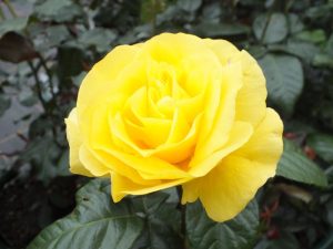 Rosa floribunda Golden Wedding 'Arokris'-0