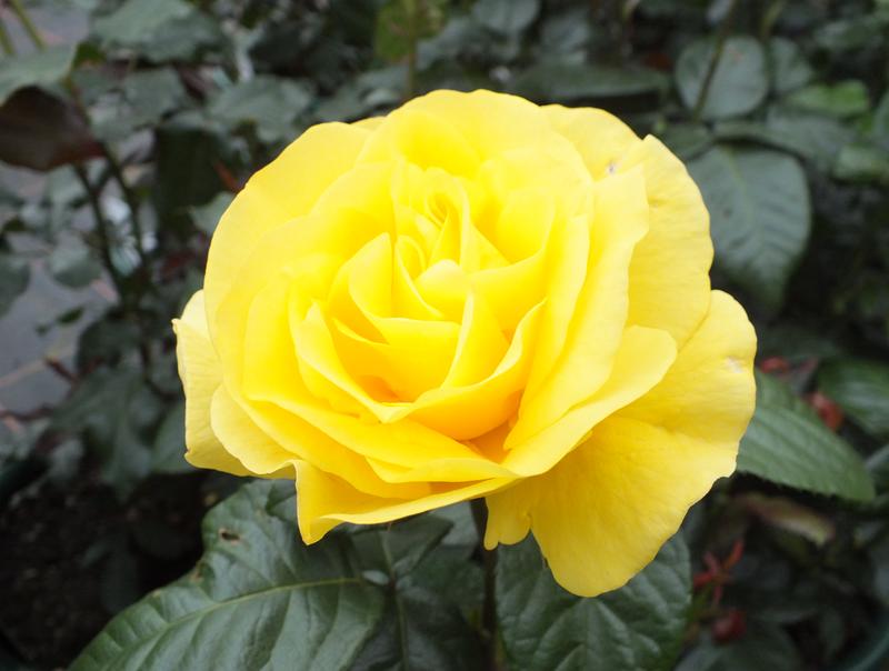 Rosa floribunda Golden Wedding 'Arokris'-0