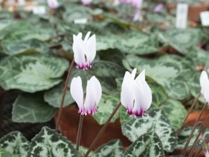 Cyclamen graecum subsp. candicum-0