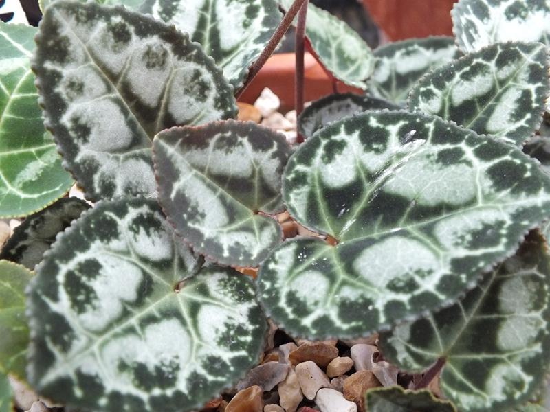 Cyclamen graecum subsp. candicum-506