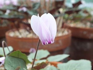 Cyclamen graecum 'Glyfada'-0