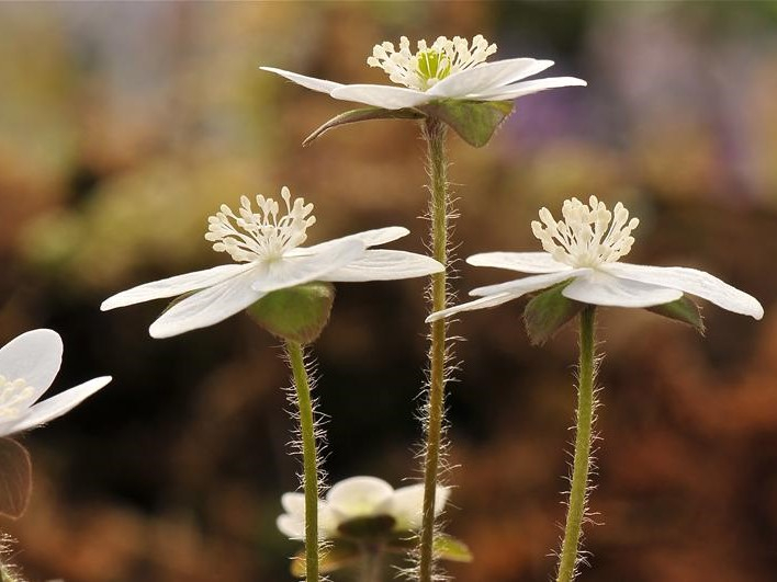 Hepatica americana var. acuta-26229