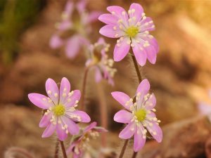 Hepatica asiatica (China)-0