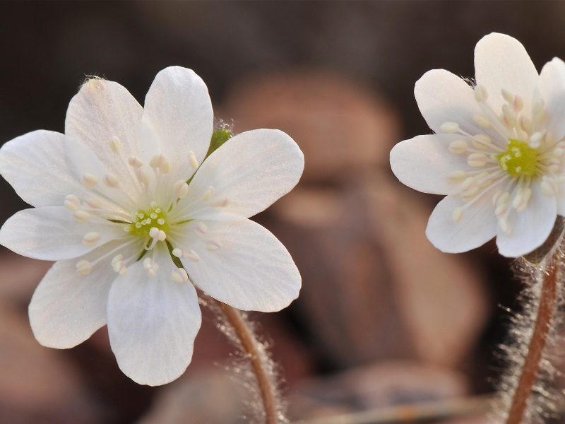Hepatica asiatica (China)-12707
