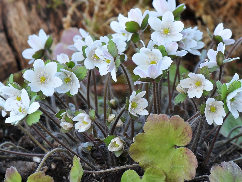 Hepatica henryi-0