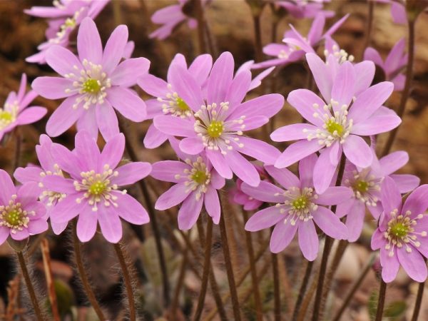Hepatica insularis-0