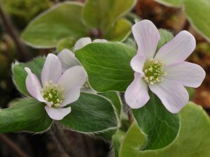 Hepatica maxima-0
