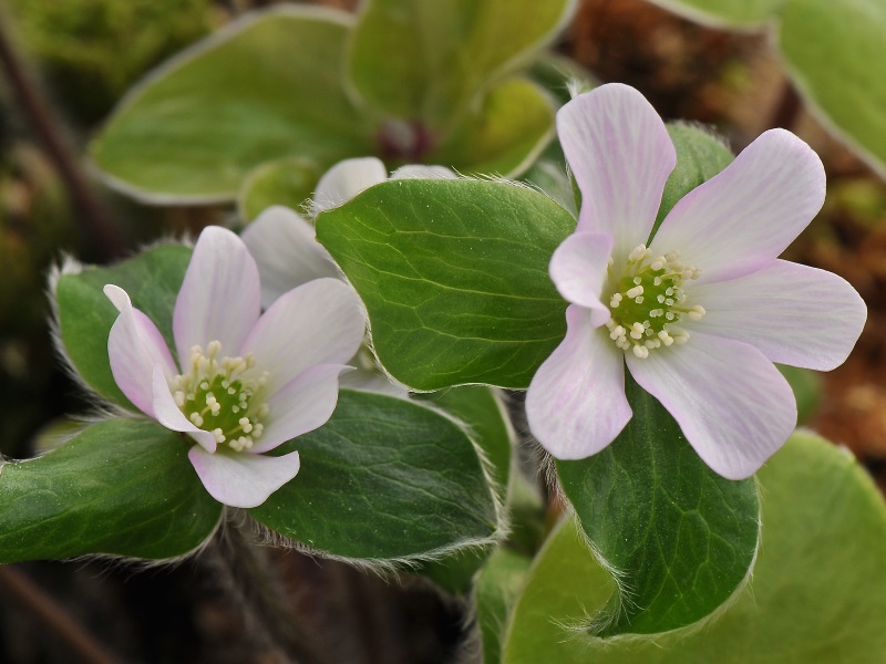 Hepatica maxima-0