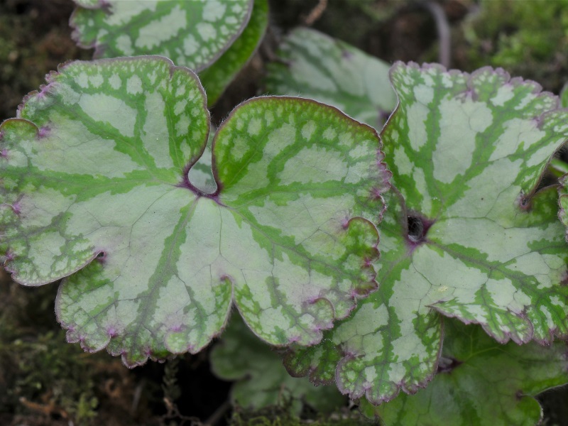 Hepatica nobilis 'Cremar'-0