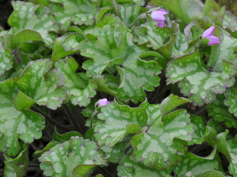 Hepatica nobilis 'Cremar'-12718