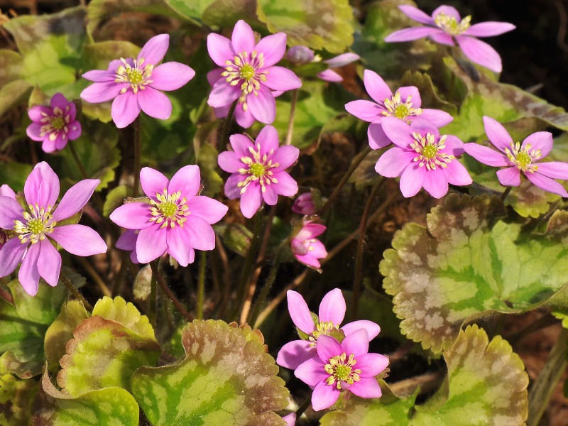 Hepatica nobilis 'Cremar'-12716