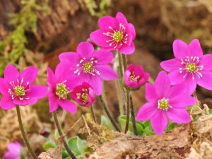 Hepatica nobilis ex 'Bibo' (red)-0