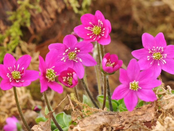 Hepatica nobilis ex 'Bibo' (red)-0