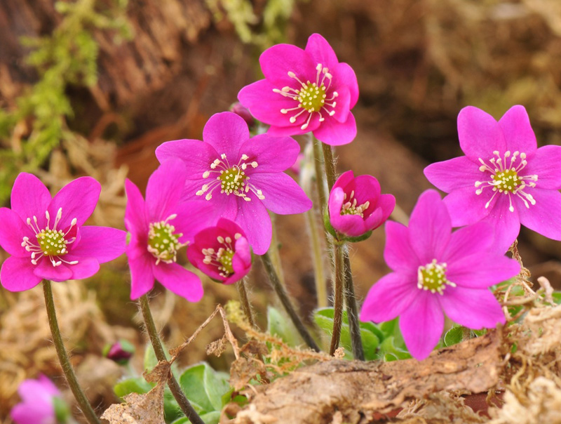 Hepatica nobilis ex 'Bibo' (red)-0