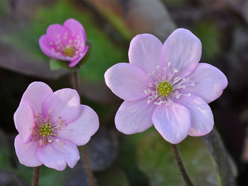 Hepatica nobilis ex 'Rosa Elite'-0